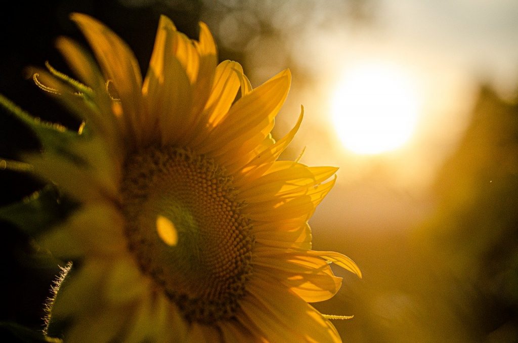 sunflower, sunset, nature